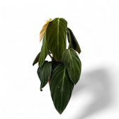Philodendron gigas potted houseplant in nursery pot on white background, product photo 6.