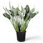 Strelitzia reginae potted houseplant in nursery pot on white background, product photo 11.
