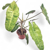 Philodendron 'Paraiso verde' – Zimmerpflanze im Kulturtopf auf weißem Hintergrund, Produktfoto 12.