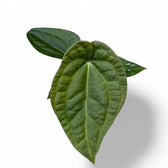 Anthurium crystallinum x luxurians – Topfpflanze im Kulturtopf vor weißem Hintergrund, Produktfoto 2.