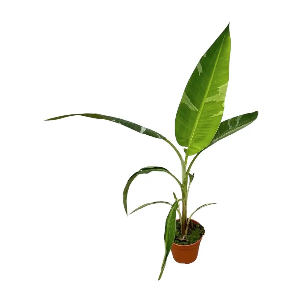 Musa × paradisiaca 'Ae Ae' potted houseplant in nursery pot on white background, product photo 6.
