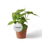 Philodendron fibraecataphyllum potted houseplant in nursery pot on white background, product photo 3.