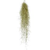 Tillandsia usneoides – Zimmerpflanze im Kulturtopf auf weißem Hintergrund, Produktfoto 3.