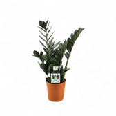 Zamioculcas zamiifolia 'Raven' potted houseplant in nursery pot on white background, product photo 4.