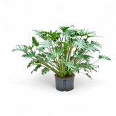 Thaumatophyllum xanadu potted houseplant in nursery pot on white background, product photo 5.