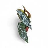 Begonia maculata 'Polka dot' – Zimmerpflanze im Kulturtopf auf weißem Hintergrund, Produktfoto 6.