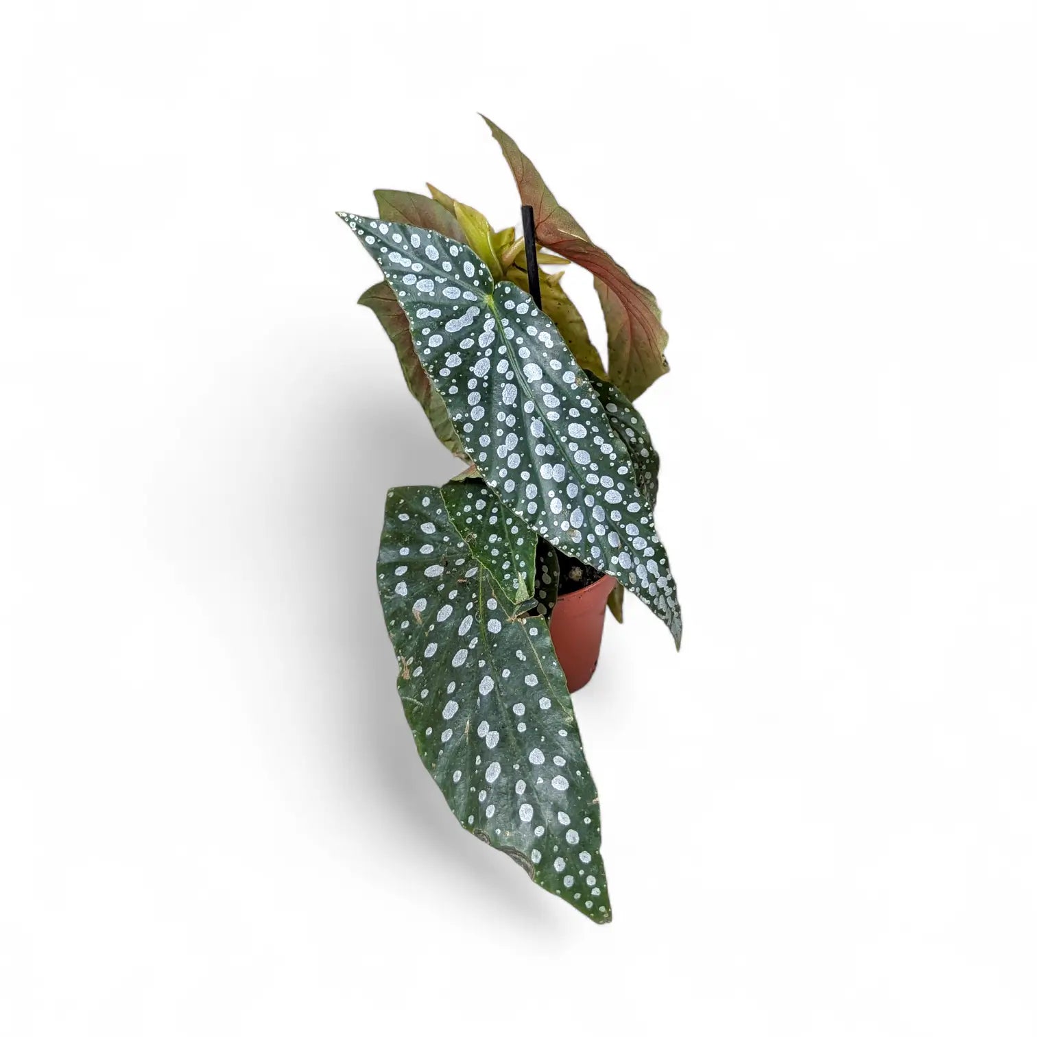 Begonia maculata 'Polka dot' – Zimmerpflanze im Kulturtopf auf weißem Hintergrund, Produktfoto 6.