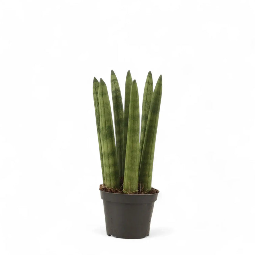Dracaena angolensis (Sansevieria cylindrica) – Topfpflanze im Kulturtopf vor weißem Hintergrund, Produktfoto 2.