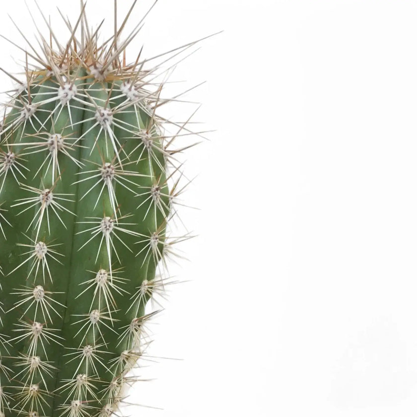 Pachycereus pringlei leaf close-up on white background.