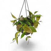 Hoya 'Sunrise' – Zimmerpflanze im Kulturtopf auf weißem Hintergrund, Produktfoto 5.