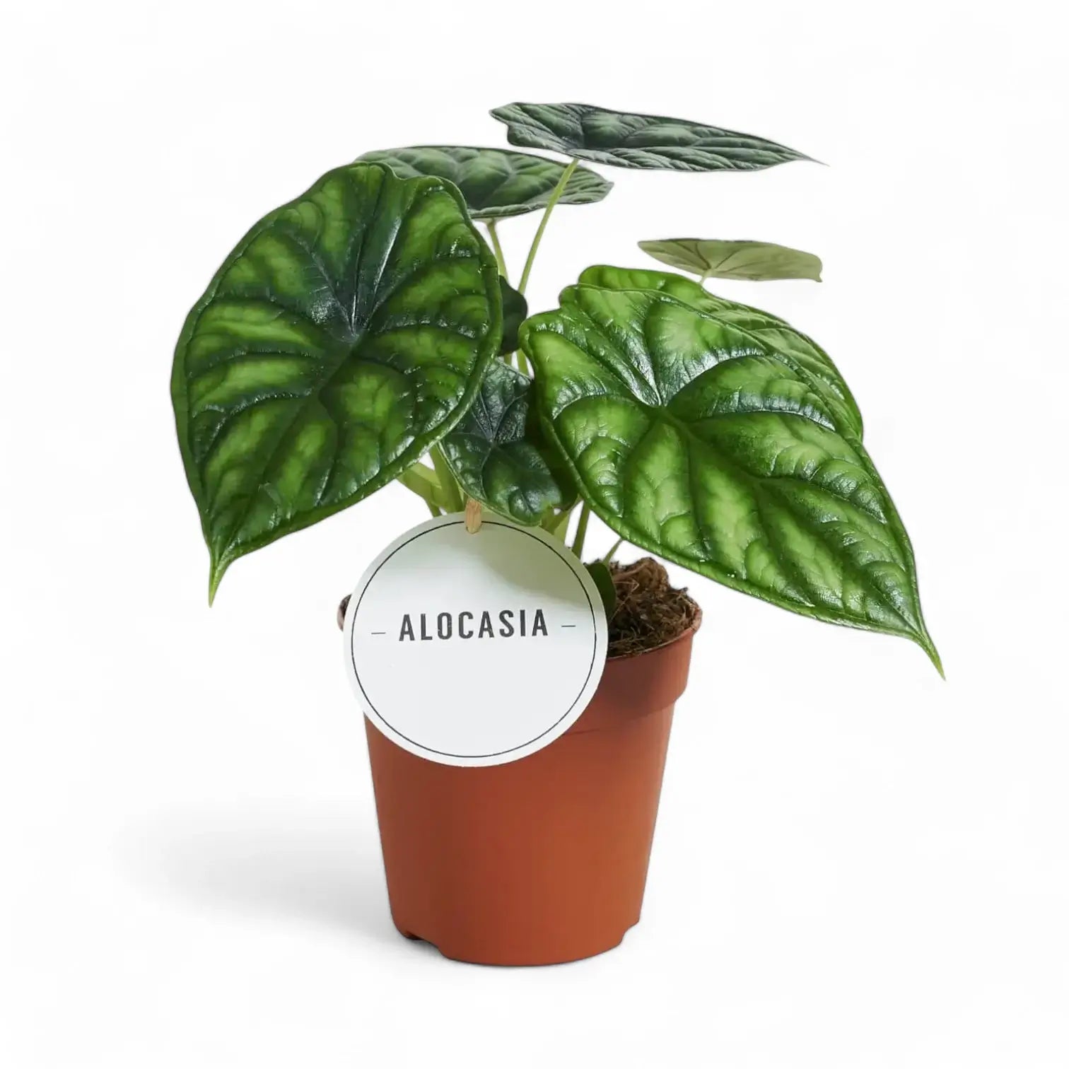 Alocasia baginda 'Dragon scale' potted houseplant in nursery pot on white background, product photo 9.