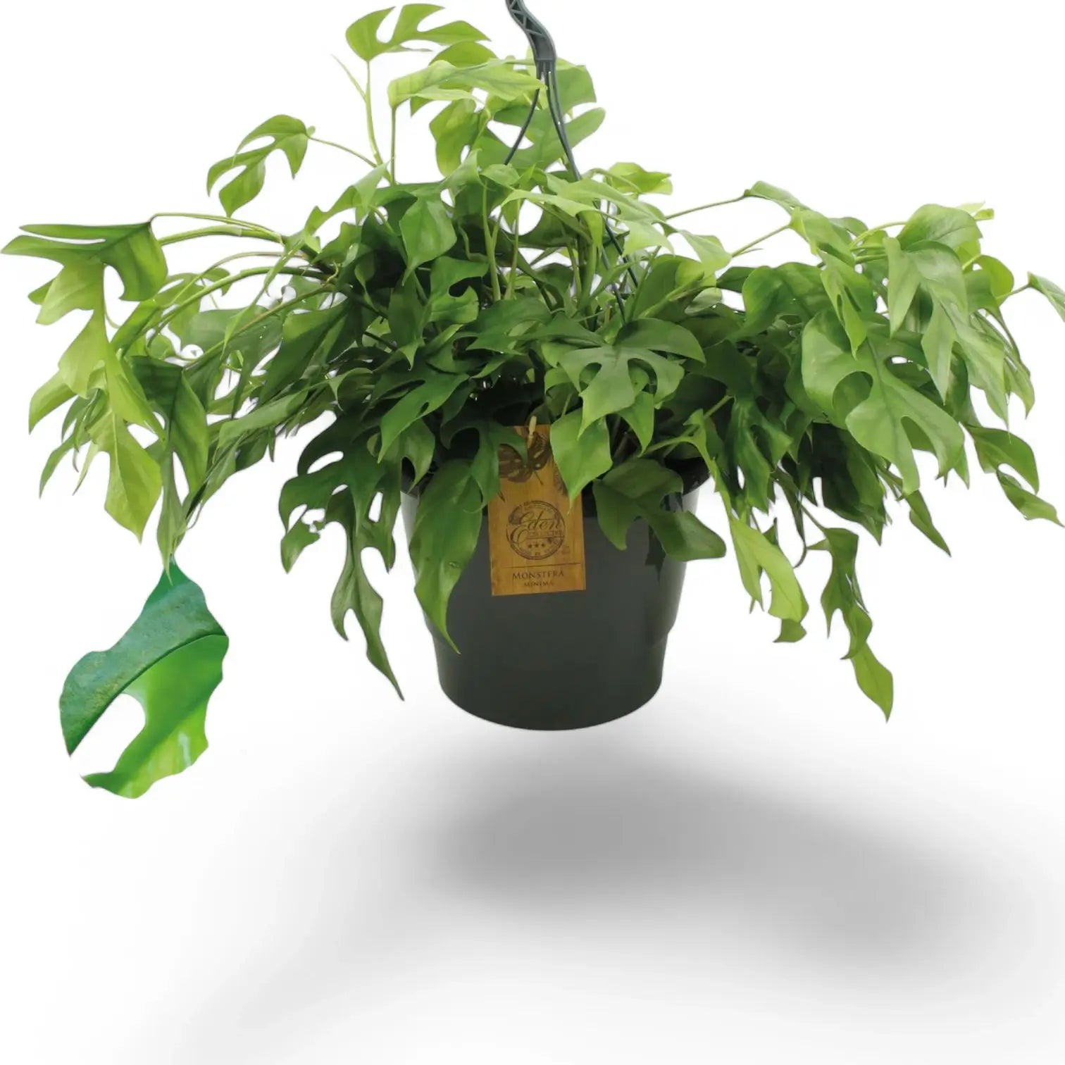 Rhaphidophora tetrasperma potted houseplant in nursery pot on white background, product photo 11.