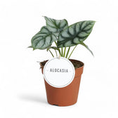Alocasia baginda 'Silver dragon' potted houseplant in nursery pot on white background, product photo 13.