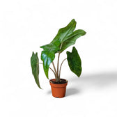 Alocasia nycteris 'Batwing' – Topfpflanze im Kulturtopf vor weißem Hintergrund, Produktfoto 7.