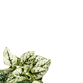 Nahaufnahme eines Blatts von Hypoestes phyllostachya 'White' vor weißem Hintergrund.