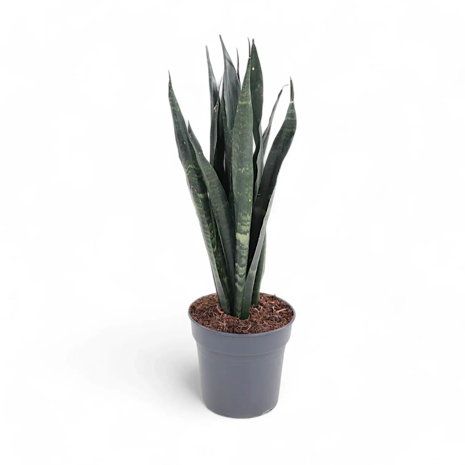Dracaena (Sansevieria) trifasciata 'Black Coral' potted houseplant in nursery pot on white background, product photo 2.