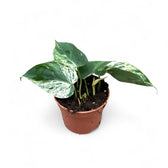 Philodendron hederaceum var. oxycardium variegata – Topfpflanze im Kulturtopf vor weißem Hintergrund, Produktfoto 3.