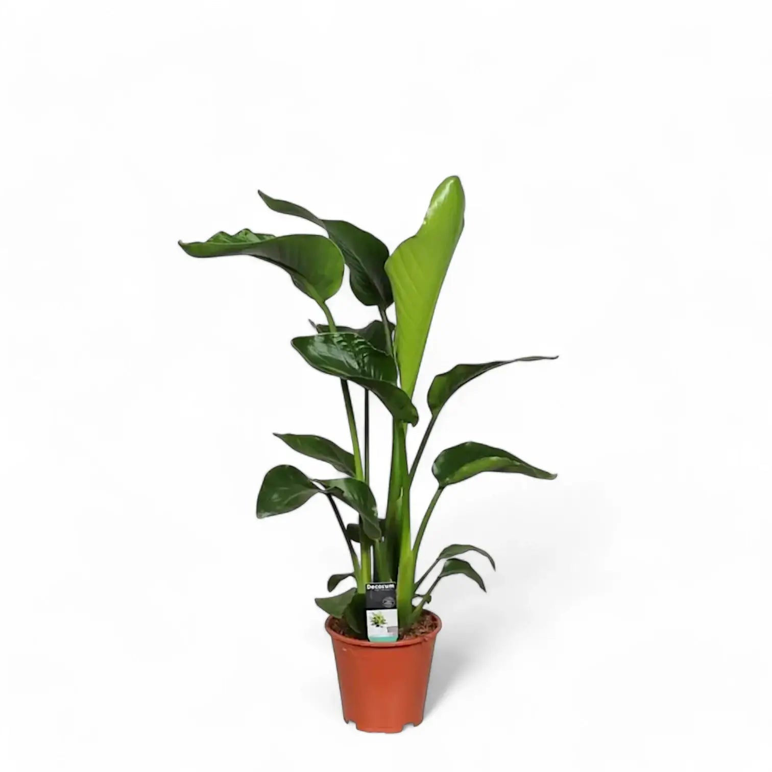 Strelitzia nicolai potted houseplant in nursery pot on white background, product photo 7.