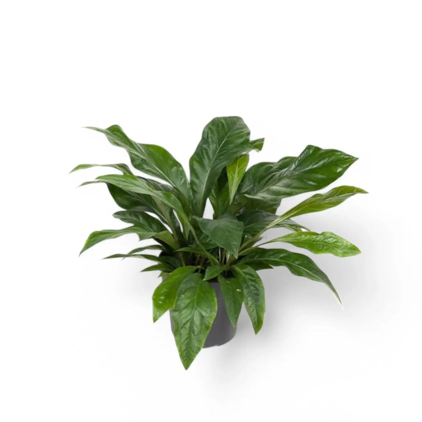 Anthurium crassinervium 'Jungle Bush' potted houseplant in nursery pot on white background, product photo 2.