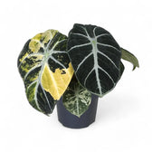 Alocasia reginula 'Ninja' variegata – Topfpflanze im Kulturtopf vor weißem Hintergrund, Produktfoto 3.