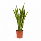Dracaena (Sansevieria) trifasciata 'Laurentii' potted houseplant in nursery pot on white background, product photo 7.