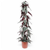 Cissus discolor – Zimmerpflanze im Kulturtopf auf weißem Hintergrund, Produktfoto 6.