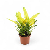 Codiaeum variegatum 'Sunny Star' potted houseplant in nursery pot on white background, product photo 2.