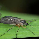 Steinernema feltiae - against Fungus Gnats & Thrips on white background, product photo 4.