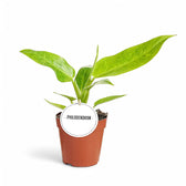 Philodendron 'Calkin's Gold' ('Goldiana', 'Golden spear') potted houseplant in nursery pot on white background, product photo 3.