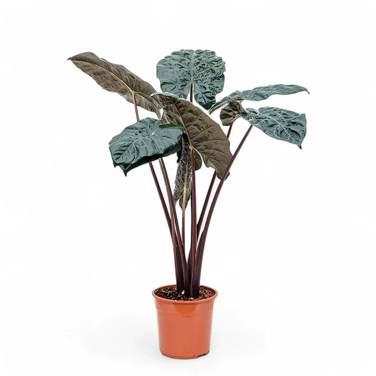 Alocasia 'Yucatan princess' – Zimmerpflanze im Kulturtopf auf weißem Hintergrund, Produktfoto 10.