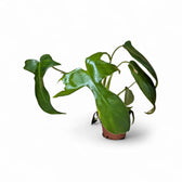 Philodendron 'Glad hands' (quercifolium) – Zimmerpflanze im Kulturtopf auf weißem Hintergrund, Produktfoto 2.