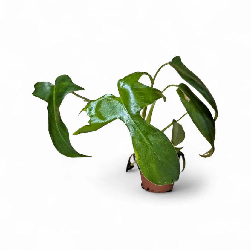 Philodendron 'Glad hands' (quercifolium) potted houseplant in nursery pot on white background, product photo 2.