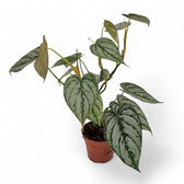 Philodendron brandtianum potted houseplant in nursery pot on white background, product photo 3.