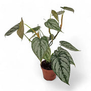 Philodendron brandtianum potted houseplant in nursery pot on white background, product photo 3.