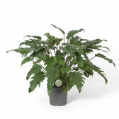 Thaumatophyllum xanadu potted houseplant in nursery pot on white background, product photo 3.