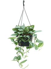 Scindapsus treubii 'Moonlight' potted houseplant in nursery pot on white background, product photo 5.