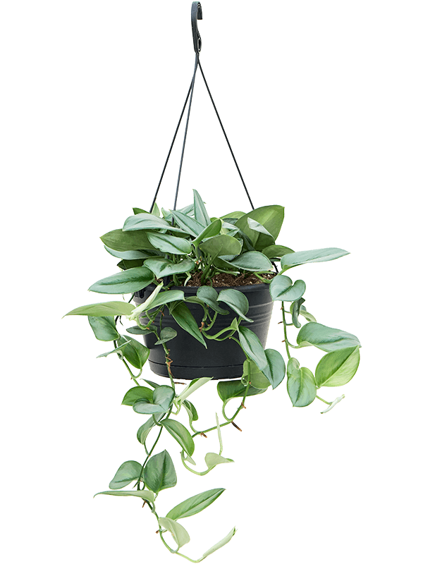 Scindapsus treubii 'Moonlight' potted houseplant in nursery pot on white background, product photo 5.