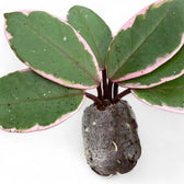 Hoya carnosa 'Flamingo Dream' potted houseplant in nursery pot on white background, product photo 5.