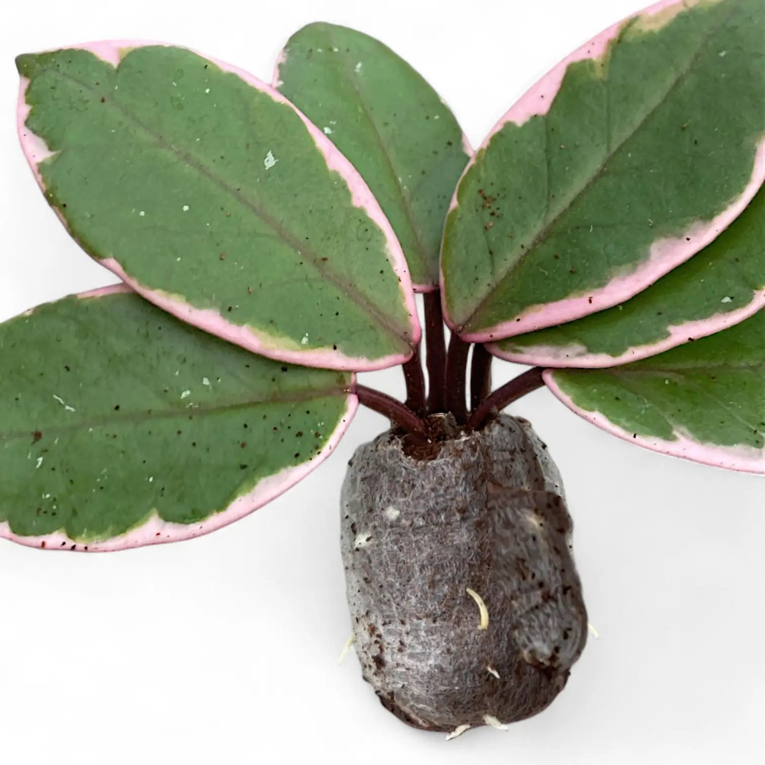 Hoya carnosa 'Flamingo Dream' potted houseplant in nursery pot on white background, product photo 5.