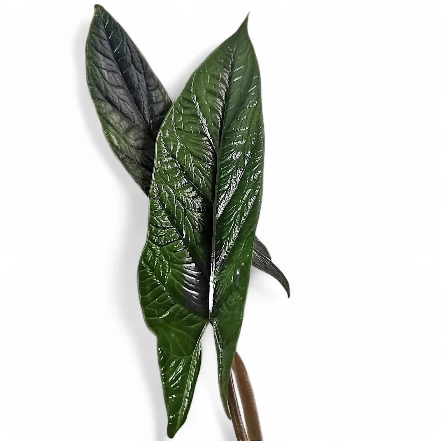 Nahaufnahme eines Blatts von Alocasia scalprum vor weißem Hintergrund.