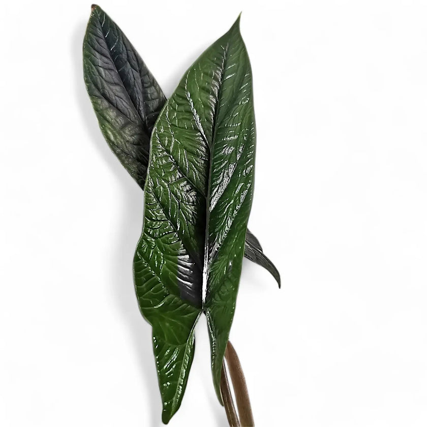 Alocasia scalprum leaf close-up on white background.
