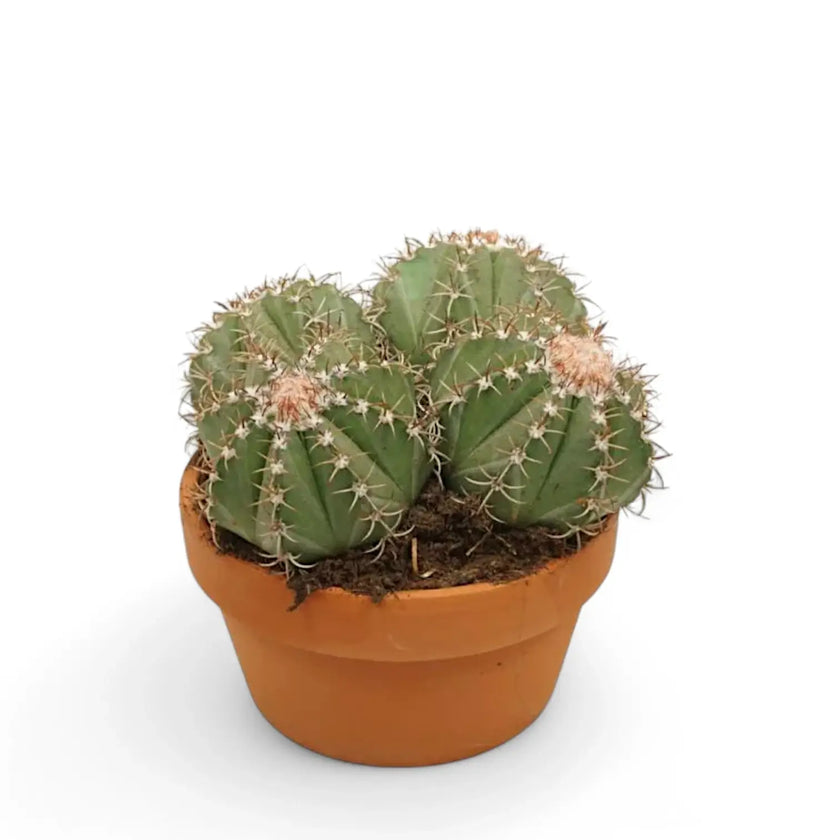 Melocactus matanzanus potted houseplant in nursery pot on white background, product photo 2.