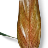 Philodendron mexicanum – Topfpflanze im Kulturtopf vor weißem Hintergrund, Produktfoto 5.