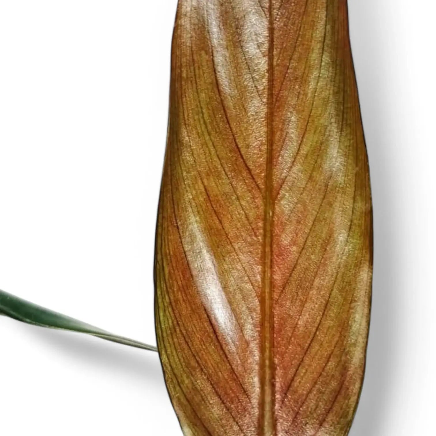 Philodendron mexicanum – Topfpflanze im Kulturtopf vor weißem Hintergrund, Produktfoto 5.