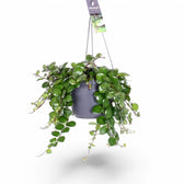 Aeschynanthus radicans ‘Pink Polka’ – Zimmerpflanze im Kulturtopf auf weißem Hintergrund, Produktfoto 3.