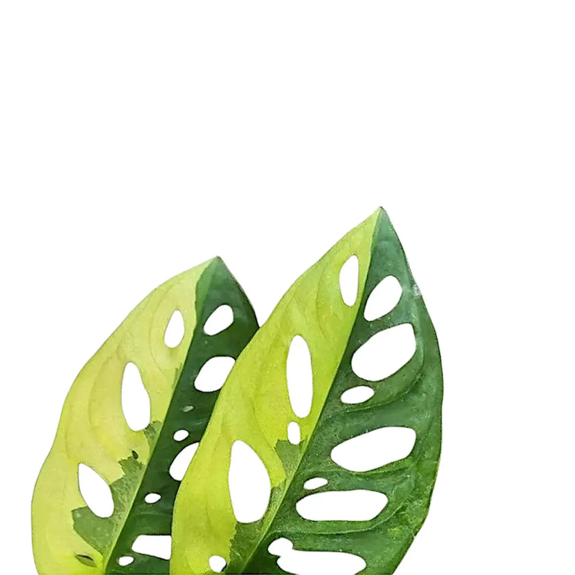 Nahaufnahme eines Blatts von Monstera adansonii variegata 'Aurea' vor weißem Hintergrund.