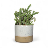 Planter 'Lago' on white background, product photo 2.