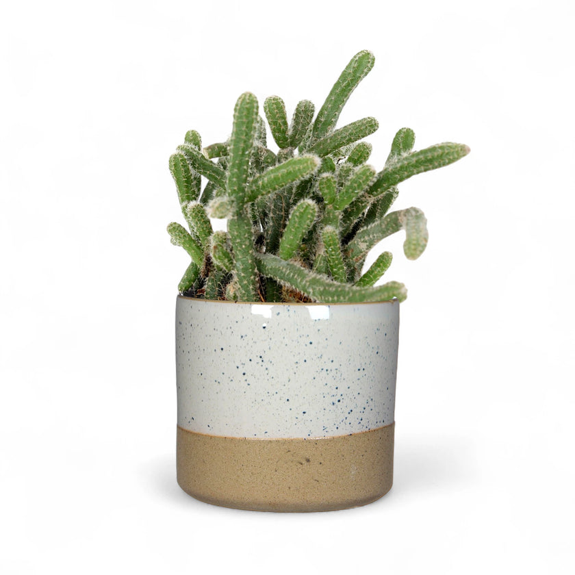 Planter 'Lago' on white background, product photo 2.