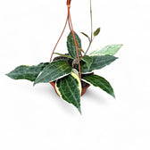 Hoya latifolia 'Albomarginata' – Topfpflanze im Kulturtopf vor weißem Hintergrund, Produktfoto 3.