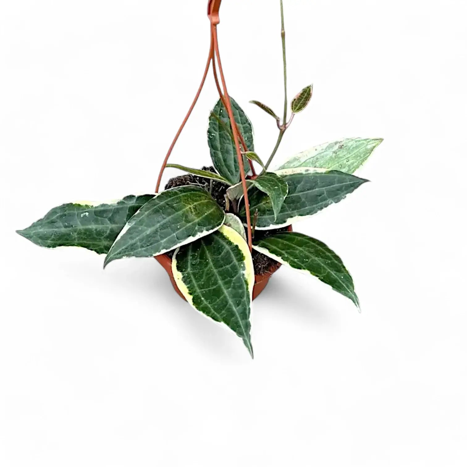 Hoya latifolia 'Albomarginata' – Topfpflanze im Kulturtopf vor weißem Hintergrund, Produktfoto 3.